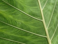 Dinas Damkar Way Kanan Hapus Sarang Tawon di Gedung DPRD